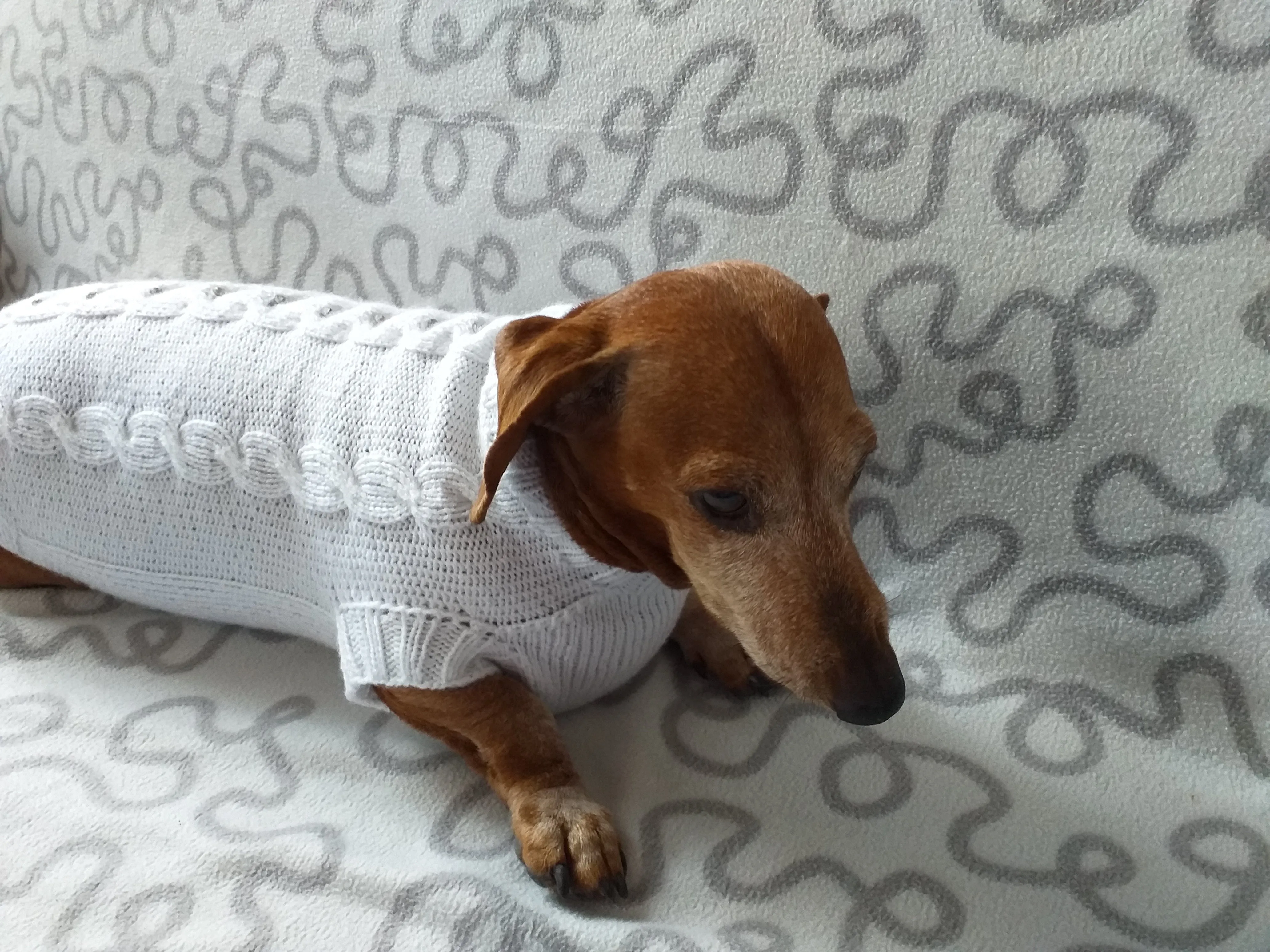 Dachshund Clothing: White Party Sweater, White Dachshund or Small Dog Sweater