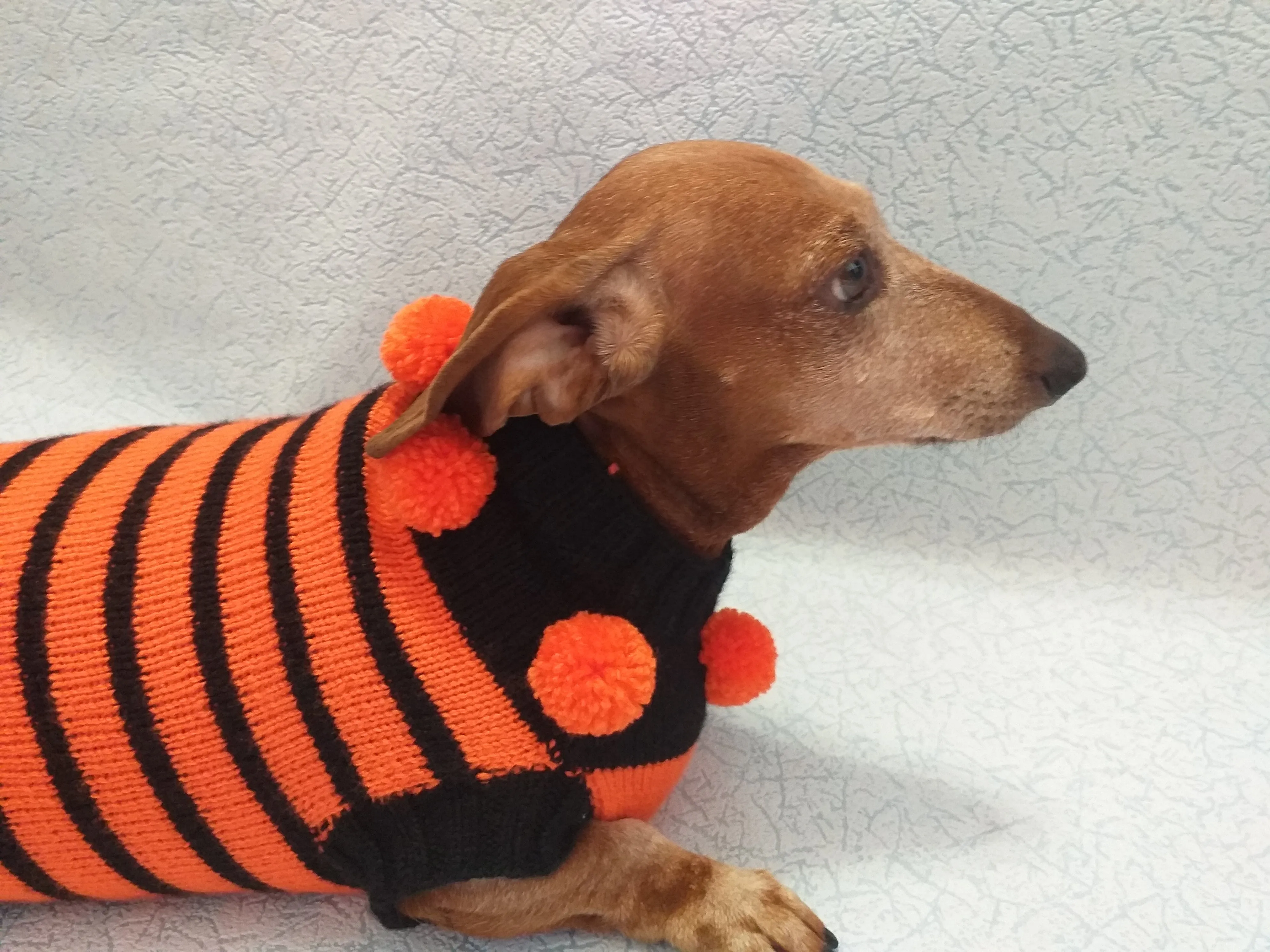 Orange and black striped knitted sweater with pompoms for dachshund or small dog