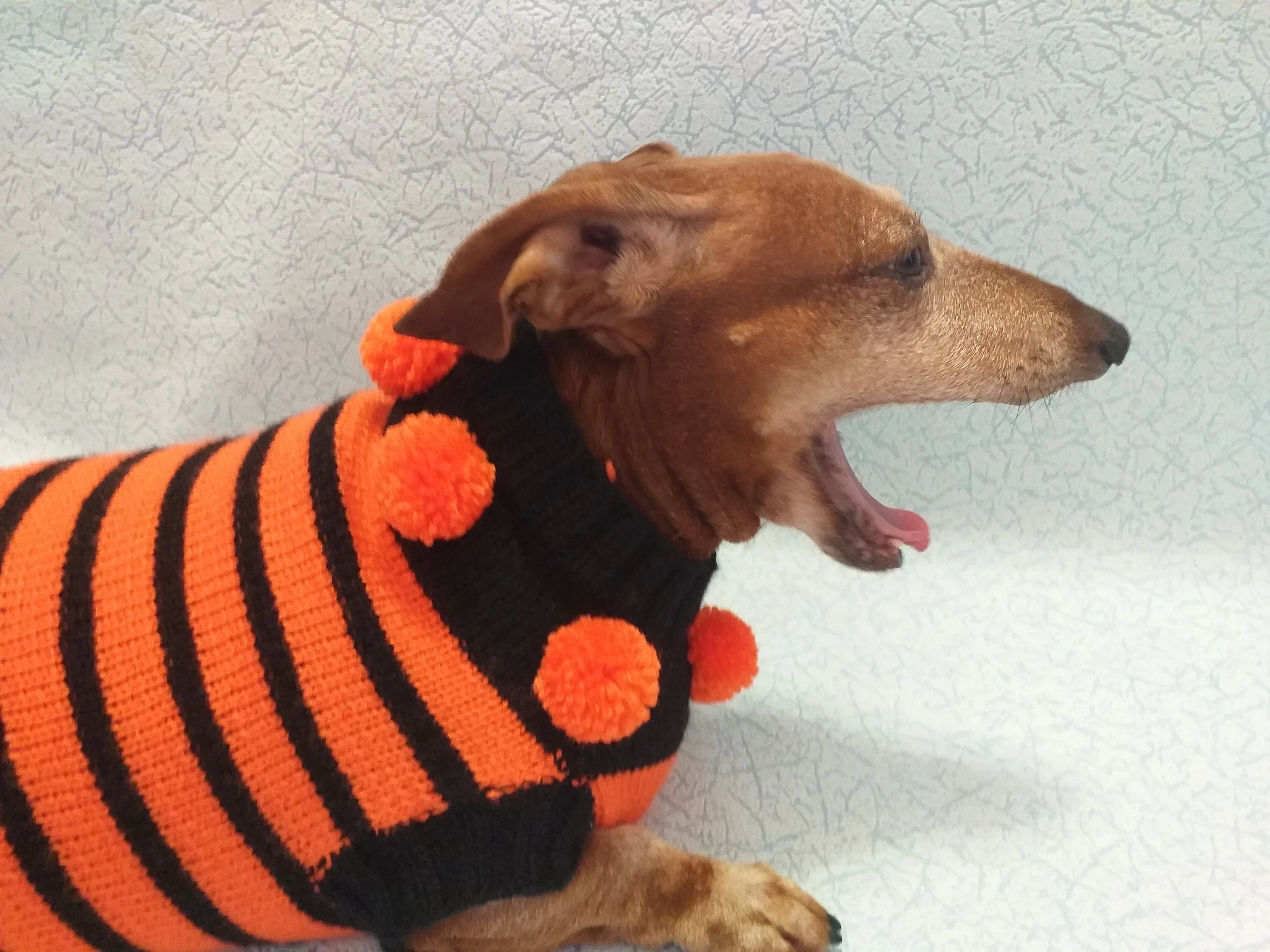 Orange and black striped knitted sweater with pompoms for dachshund or small dog