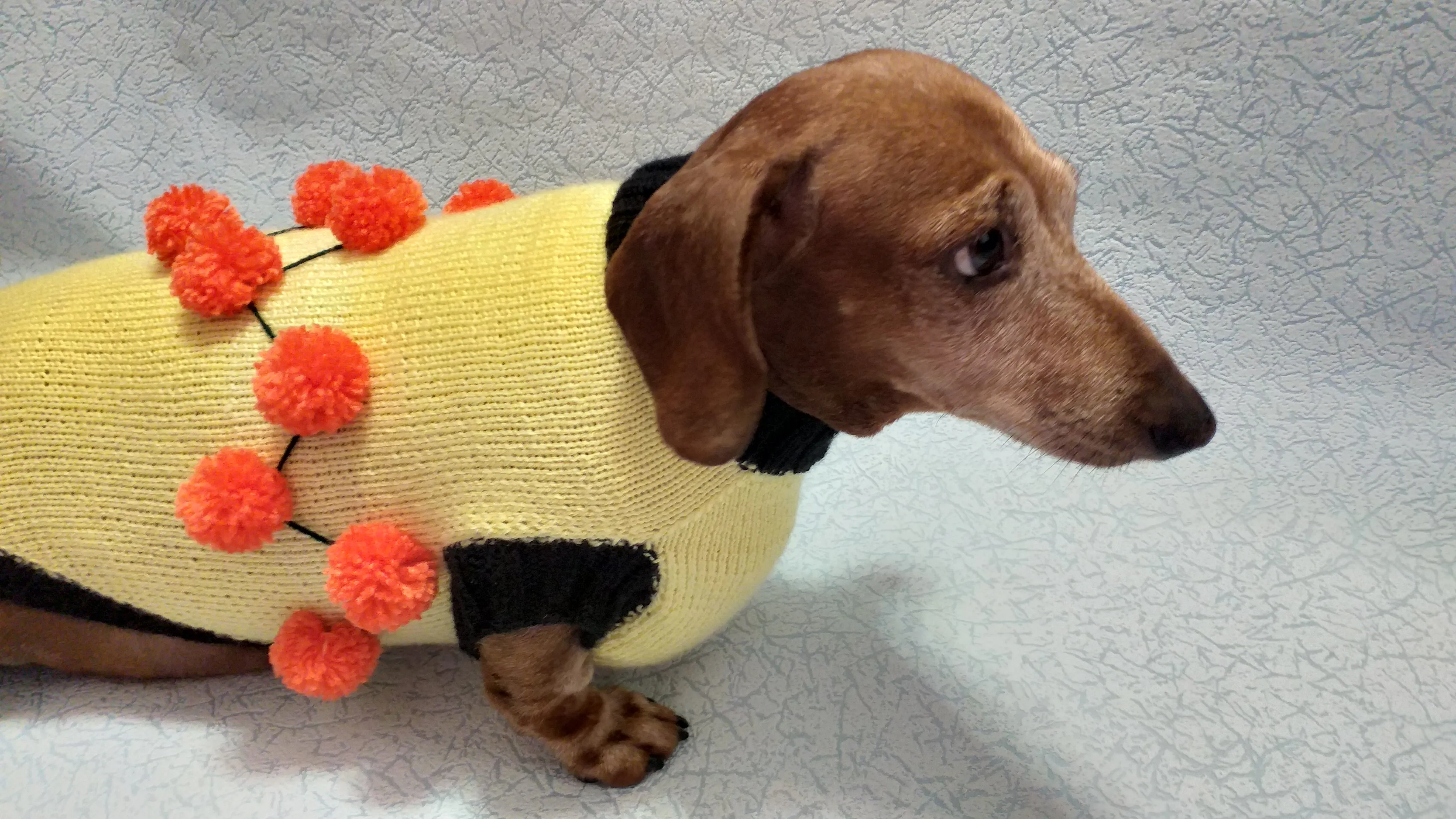 Sweater for a dog lot of pompons, sweater Halloween for dog